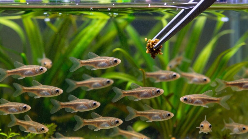 Unas pinzas introducen alimento en un acuario con decenas de renacuajos nadando entre plantas acuáticas.